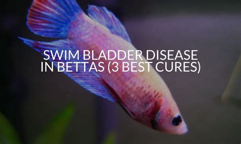 20+ Betta Fish Diseases: Cause, Symptoms, Prevention.